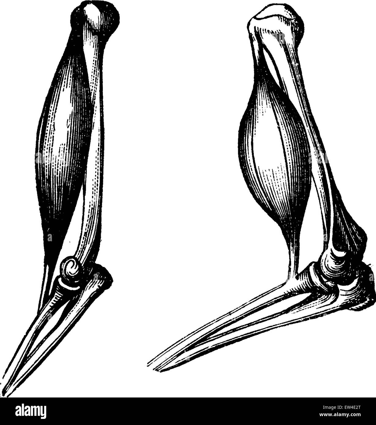 Le biceps avant et après la contraction, vintage engraved illustration. La vie dans la nature, 1890. Illustration de Vecteur
