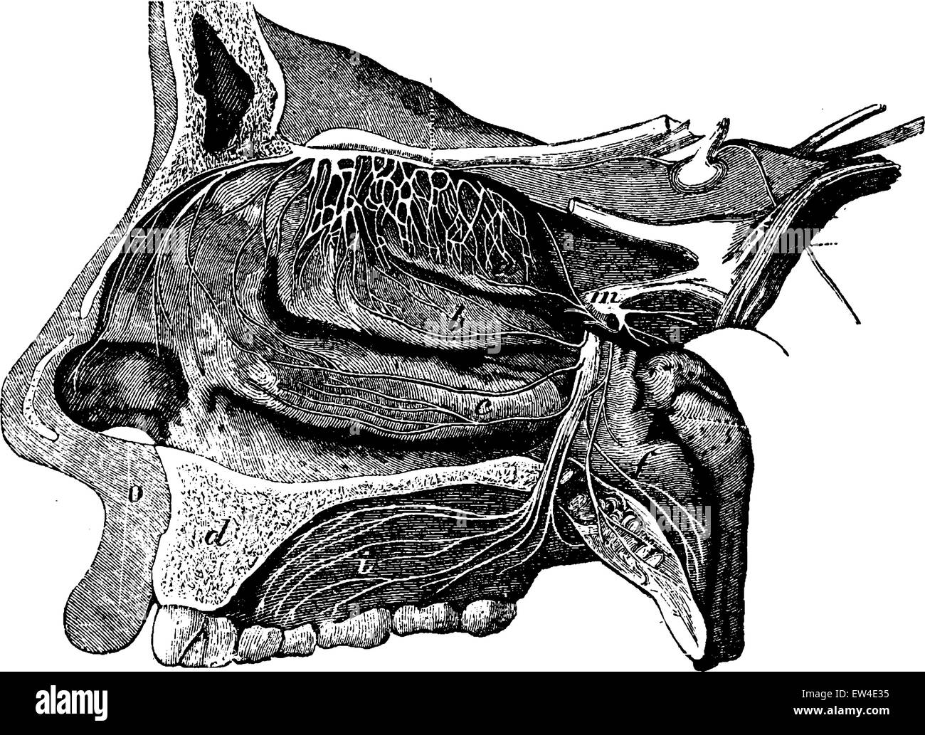 La section longitudinale à travers une narine, vintage engraved illustration. La vie dans la nature, 1890. Illustration de Vecteur