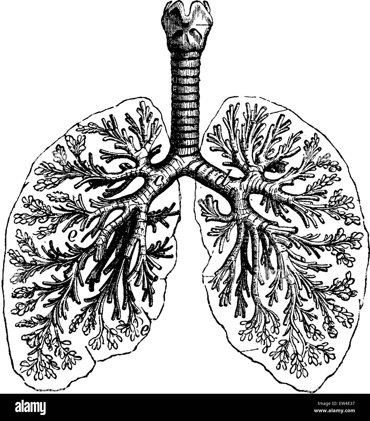 Diagrammes des deux poumons humains, vintage engraved illustration. La vie dans la nature, 1890. Illustration de Vecteur