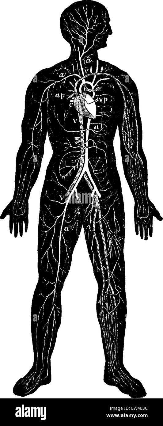 Aperçu de l'appareil circulatoire de l'homme, vintage engraved illustration. La vie dans la nature, 1890. Illustration de Vecteur