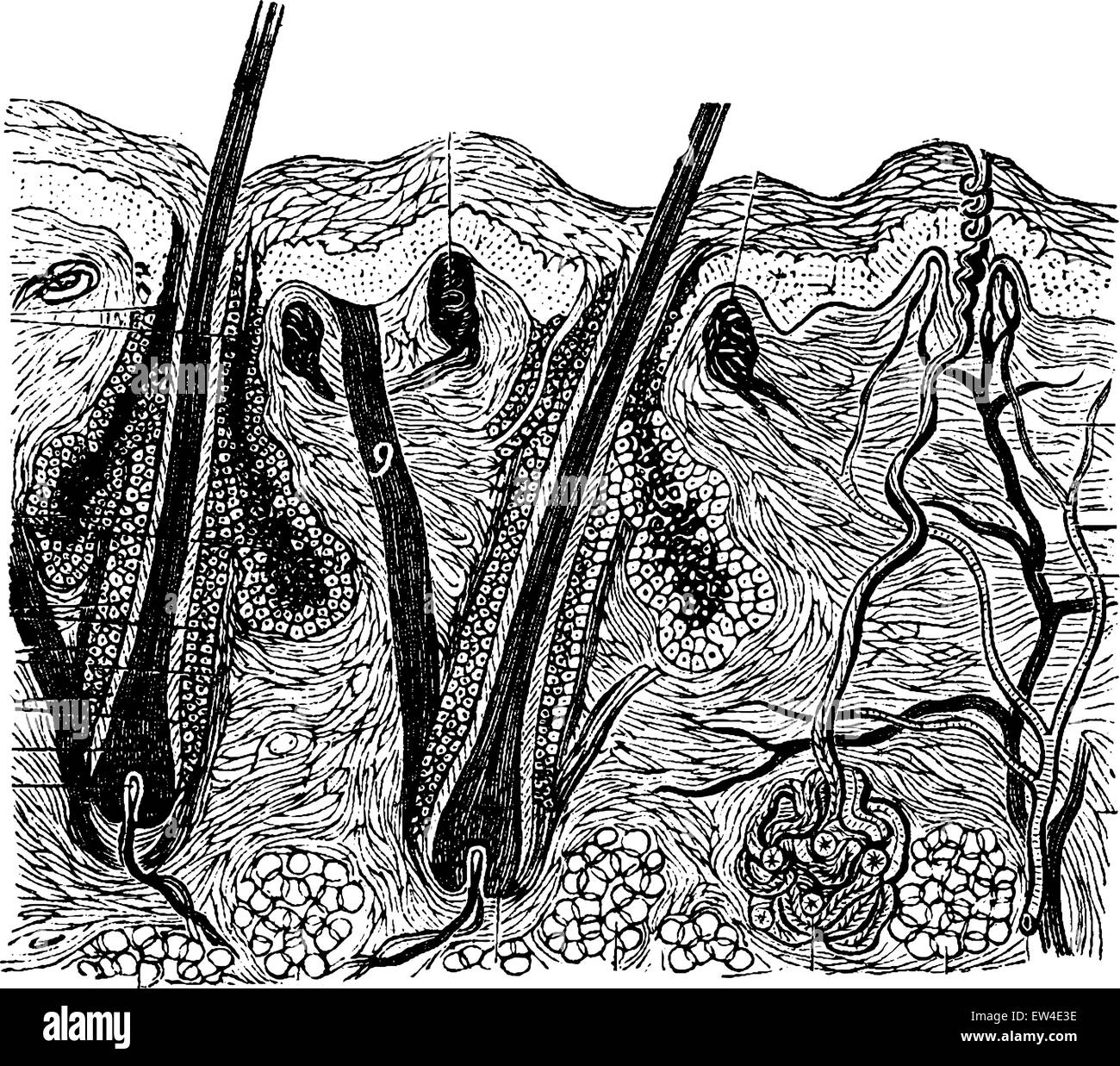 La coupe de la peau, vintage engraved illustration. La vie dans la nature, 1890. Illustration de Vecteur