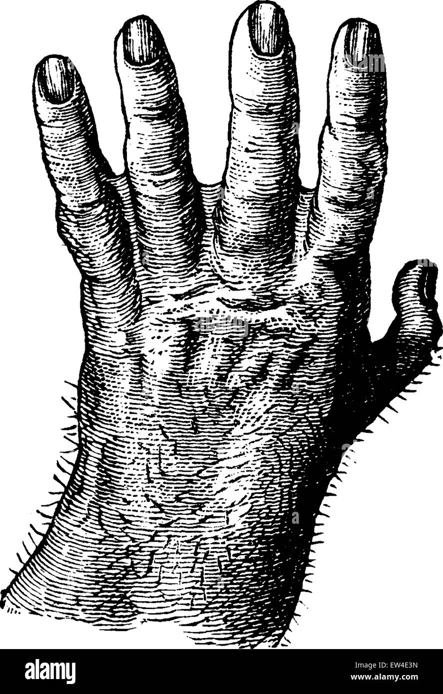 La main de gorille, vintage engraved illustration. La vie dans la nature, 1890. Illustration de Vecteur