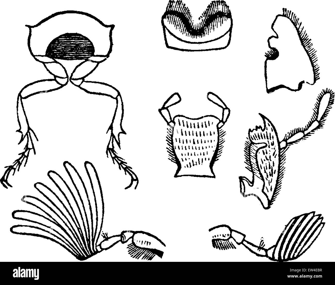 Fig 1. La Section du corps, de la Fig 2 Fig 3 pièces de la bouche, le hanneton européen d'antennes, vintage engraved illustration. La vie dans la nature, 1890. Illustration de Vecteur