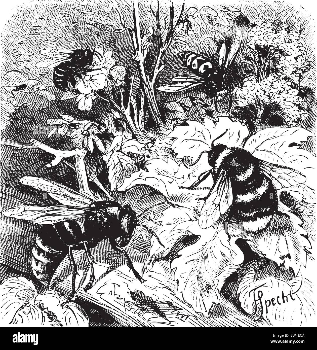 Bee, Vespa crabro, wasp, drone, vintage engraved illustration. La vie dans la nature, 1890. Illustration de Vecteur