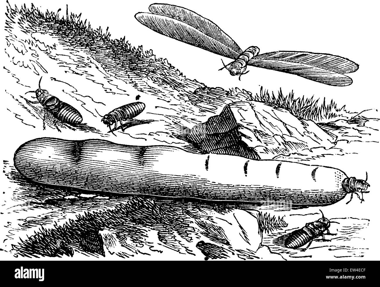 Les termites, vintage engraved illustration. La vie dans la nature, 1890. Illustration de Vecteur