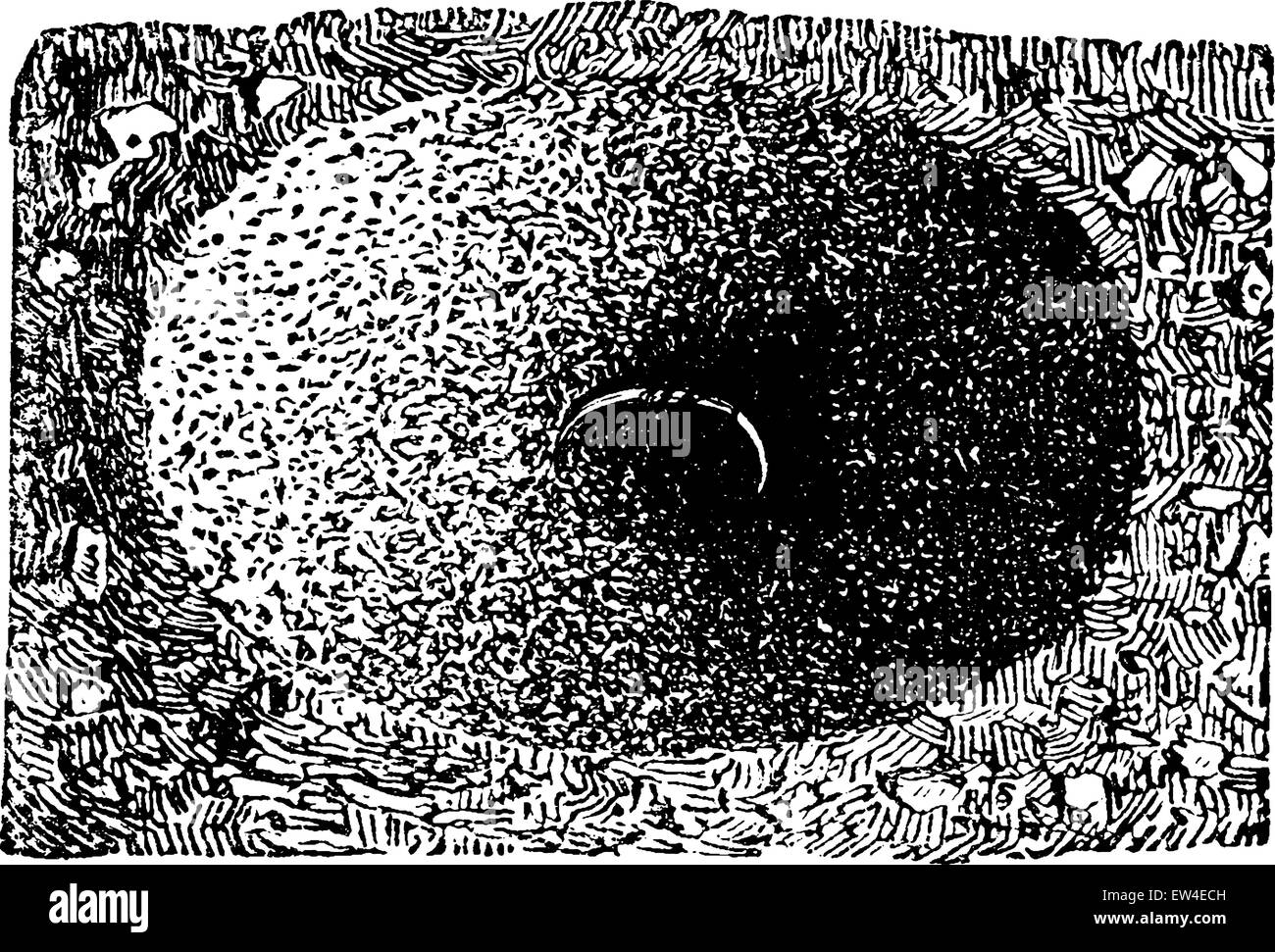 Ant des femmes dans son entonnoir, vintage engraved illustration. La vie dans la nature, 1890. Illustration de Vecteur