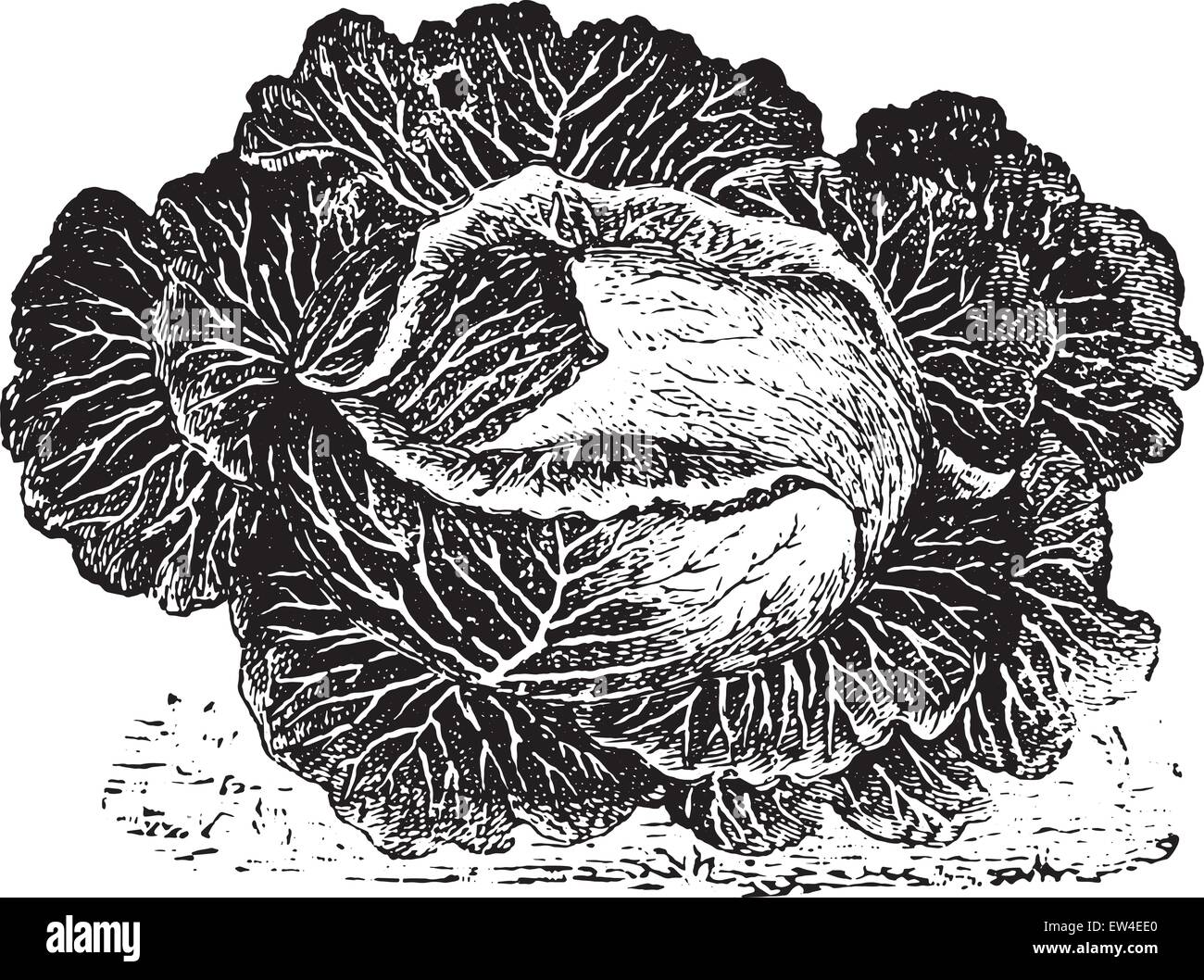 Chou ordinaire, vintage engraved illustration. La vie dans la nature, 1890. Illustration de Vecteur