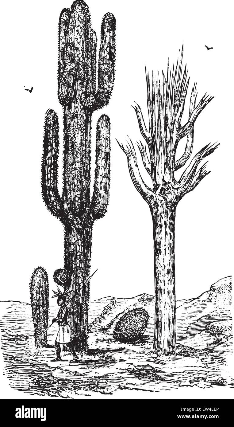 Cereus, vintage engraved illustration. La vie dans la nature, 1890. Illustration de Vecteur