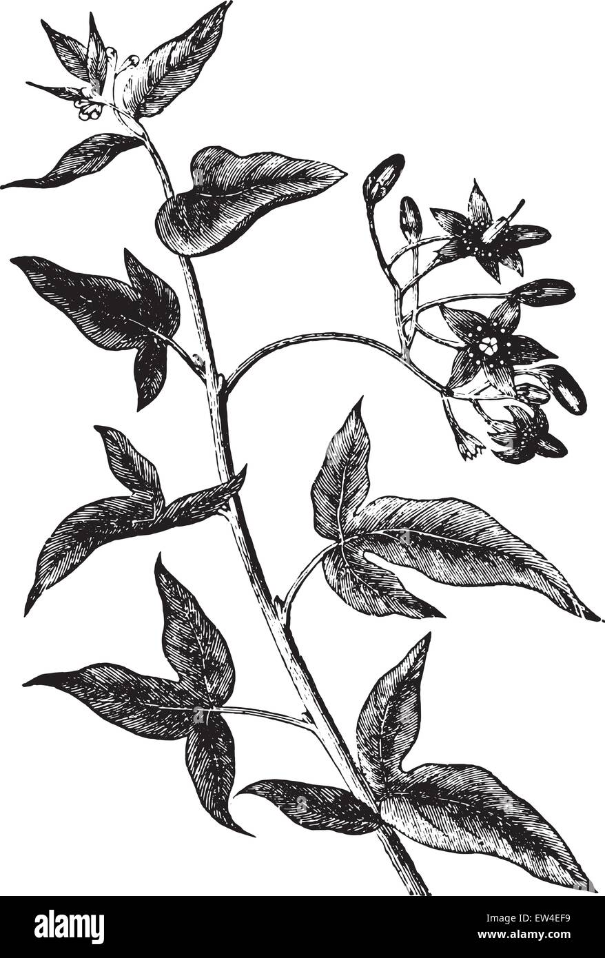 Ou douce-amère solanum dulcamara, vintage engraved illustration. La vie dans la nature, 1890. Illustration de Vecteur