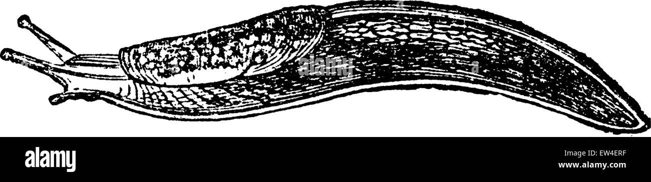 Slug, vintage engraved illustration. Histoire naturelle des animaux, 1880. Illustration de Vecteur