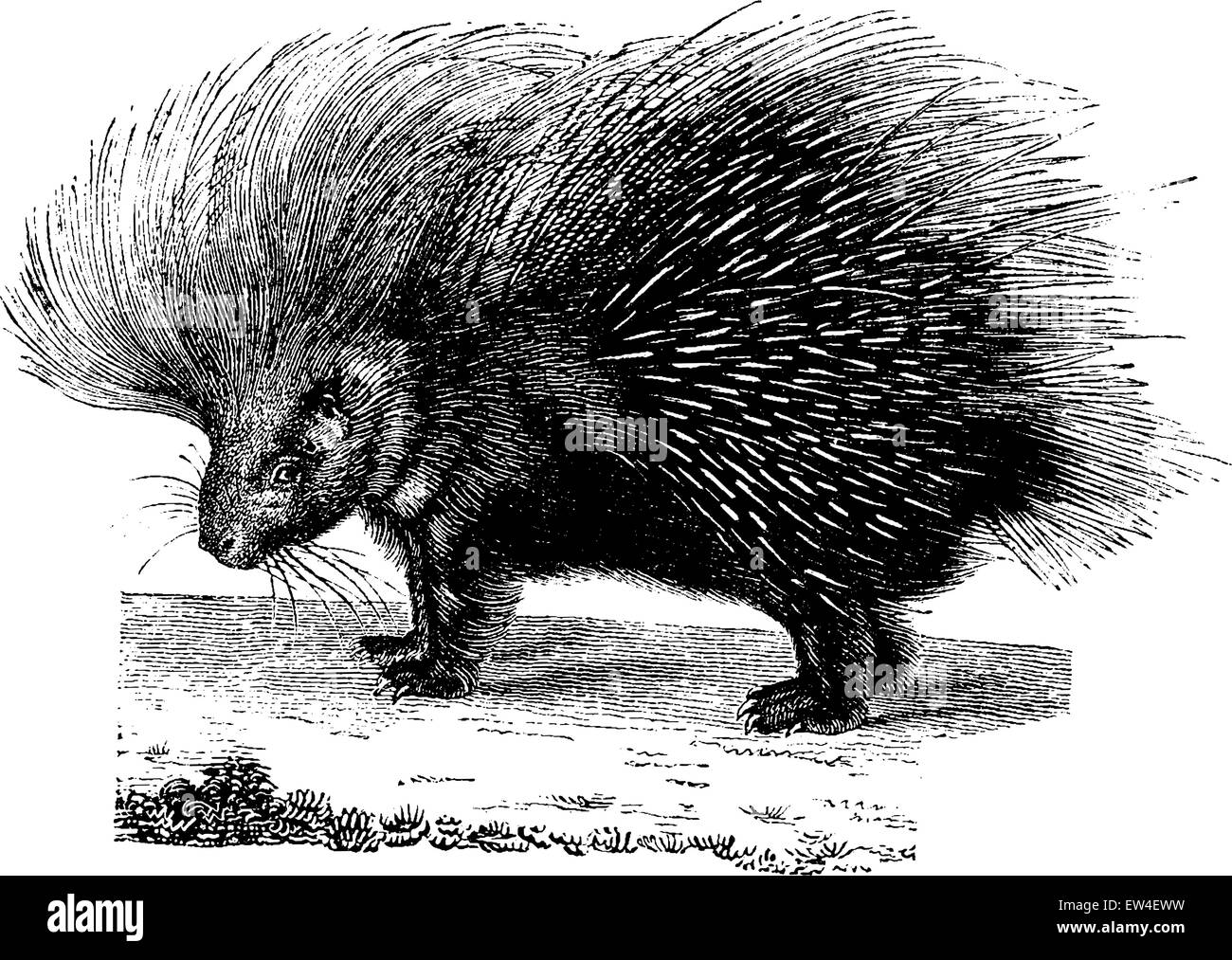 Le porc-épic, vintage engraved illustration. Histoire naturelle des animaux, 1880. Illustration de Vecteur