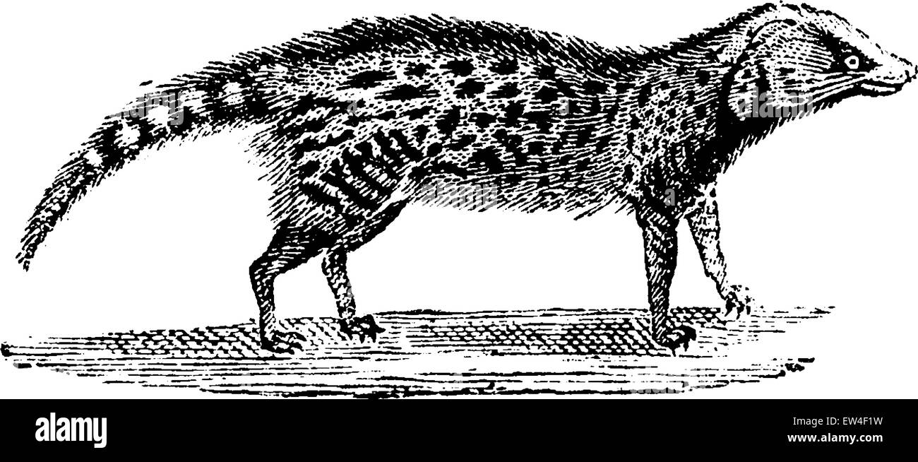 Civet, vintage engraved illustration. Histoire naturelle des animaux, 1880. Illustration de Vecteur