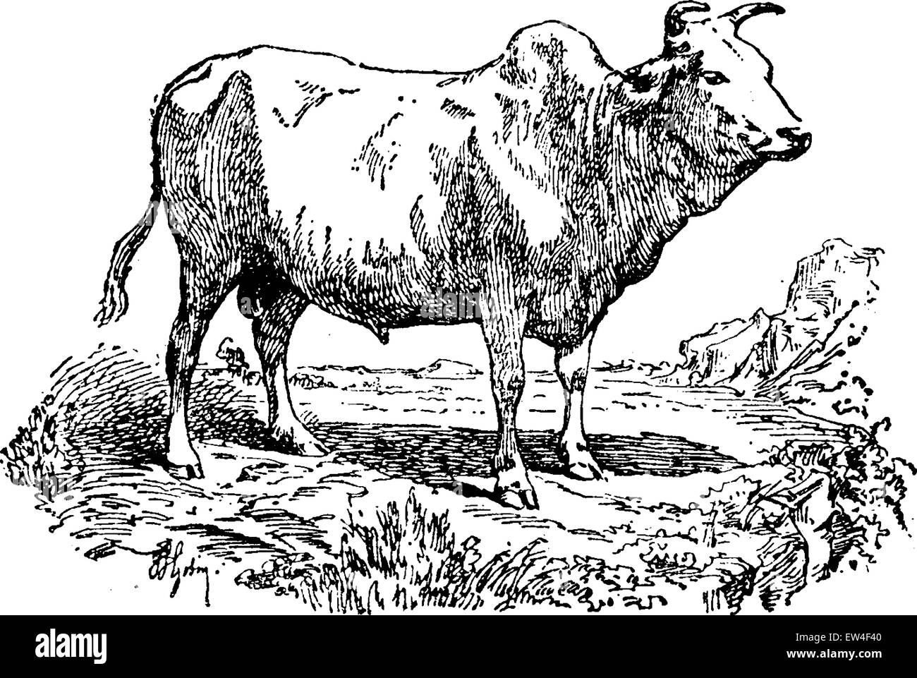 Bovins zébu ou bosse ou Brahman, vintage engraved illustration. Histoire naturelle des animaux, 1880. Illustration de Vecteur