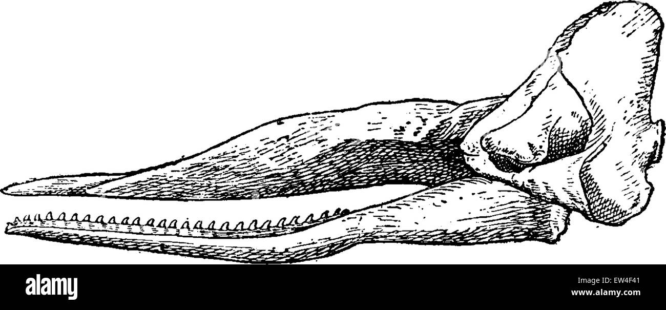 Cachalot crâne, vintage engraved illustration. Histoire naturelle des animaux, 1880. Illustration de Vecteur