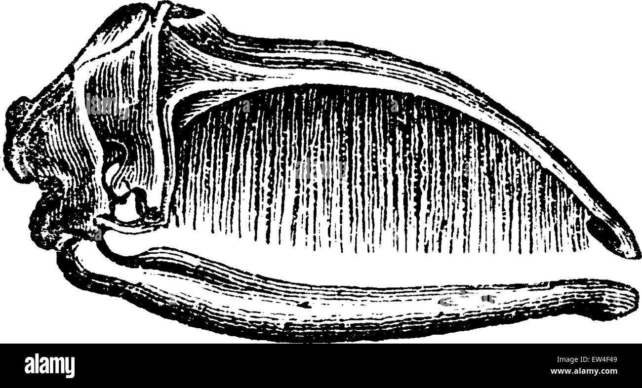 Baleine à fanons, crâne vintage engraved illustration. Histoire naturelle des animaux, 1880. Illustration de Vecteur
