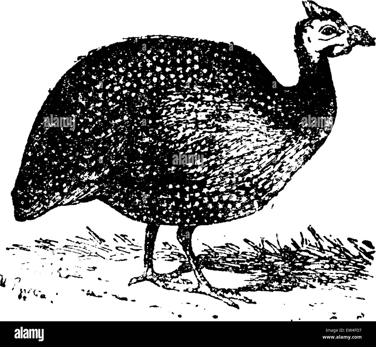 Pintades, vintage engraved illustration. Histoire naturelle des animaux, 1880. Illustration de Vecteur