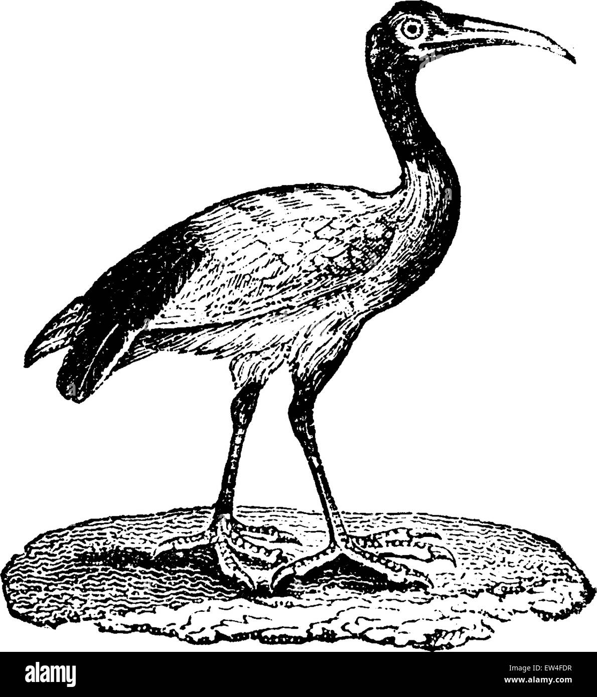 Ibis, vintage engraved illustration. Histoire naturelle des animaux, 1880. Illustration de Vecteur