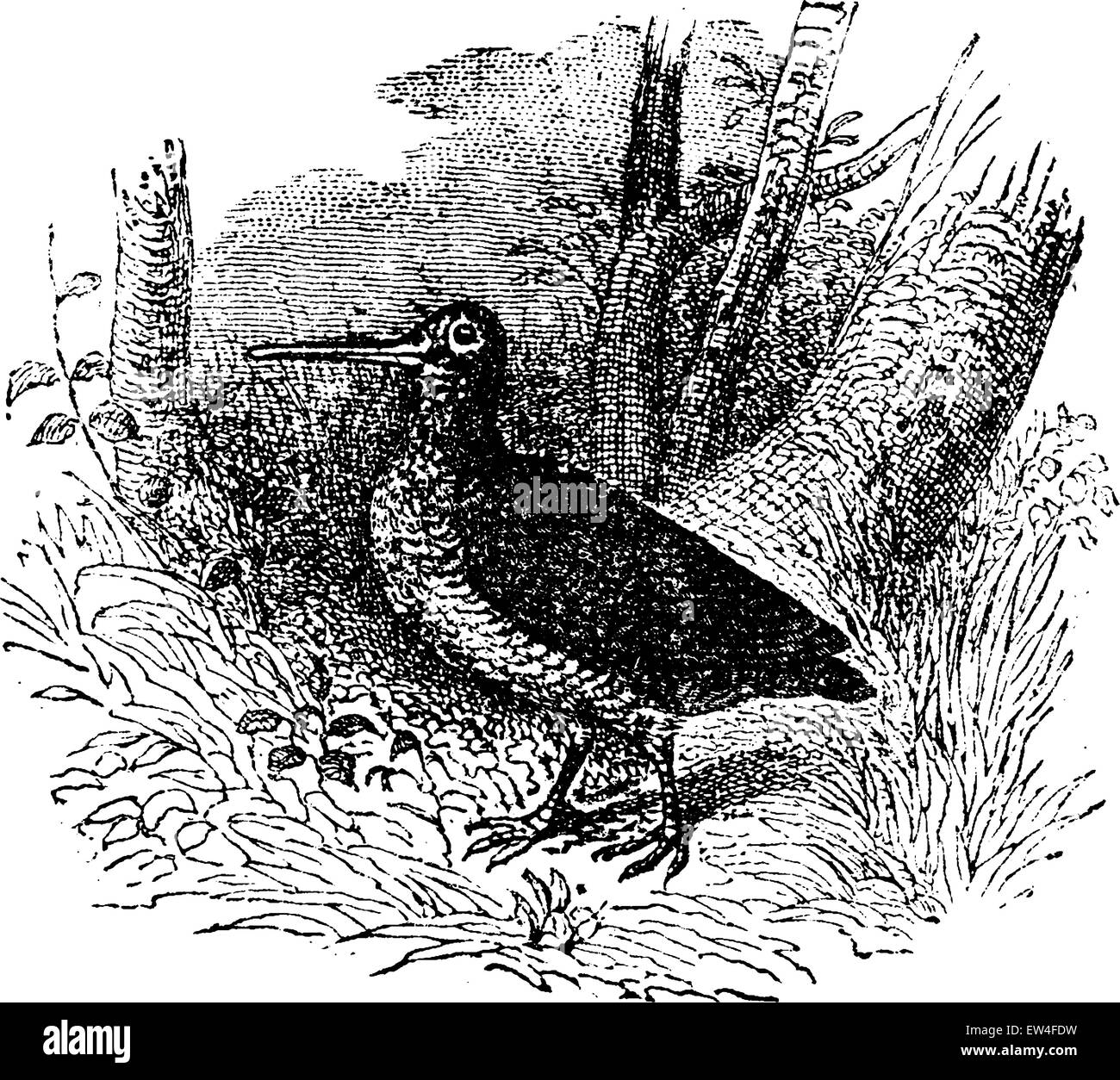 Woodcock, vintage engraved illustration. Histoire naturelle des animaux, 1880. Illustration de Vecteur