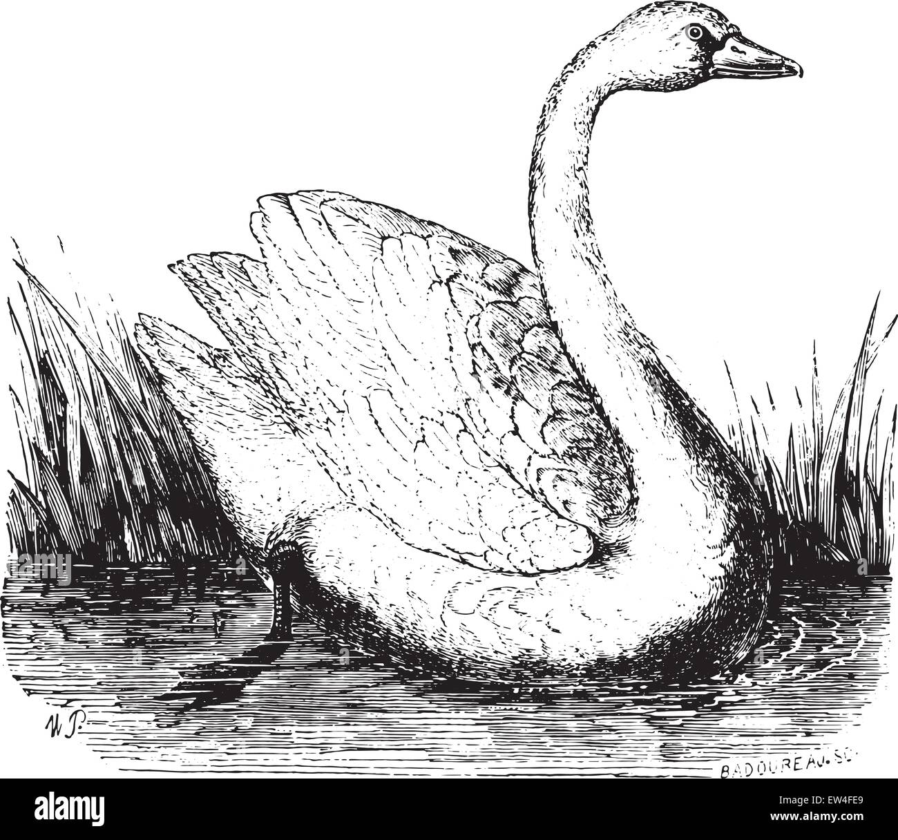 Swan, vintage engraved illustration. Histoire naturelle des animaux, 1880. Illustration de Vecteur