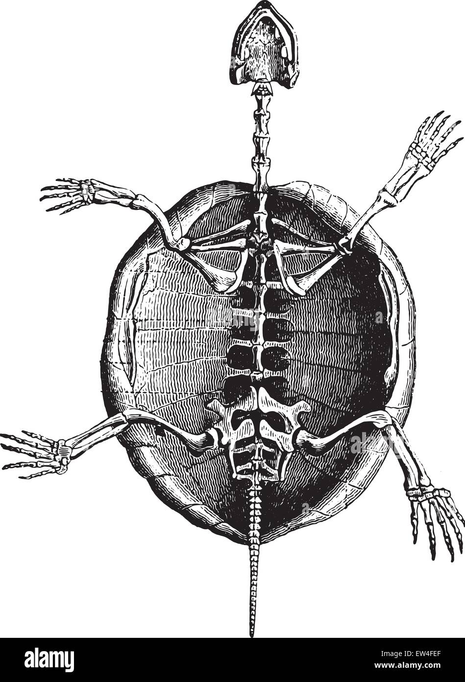 Squelette de tortue, vintage engraved illustration. Histoire naturelle des animaux, 1880. Illustration de Vecteur