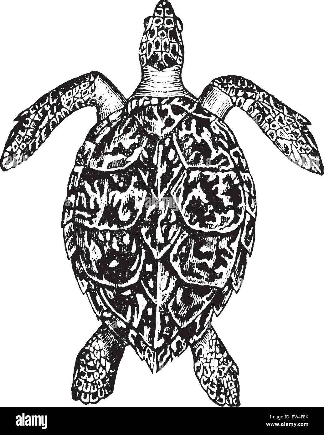 La tortue imbriquée, vintage engraved illustration. Histoire naturelle des animaux, 1880. Illustration de Vecteur