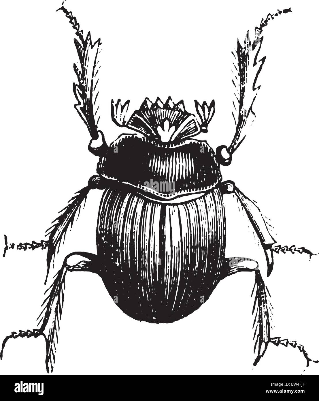 Beetle (ou athée), les Égyptiens vintage engraved illustration. Histoire naturelle des animaux, 1880. Illustration de Vecteur