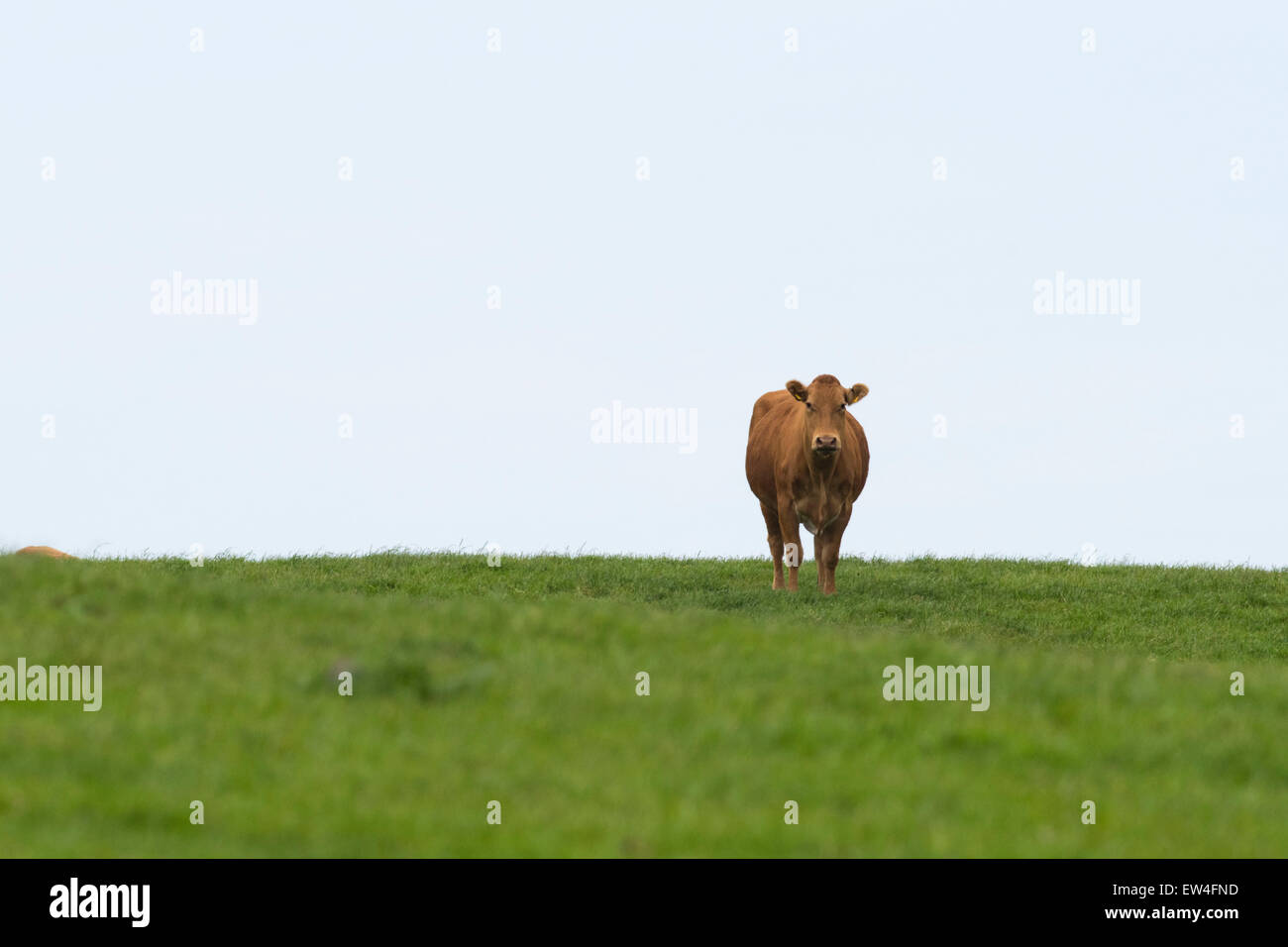 Une vache brune paissant dans un champ vert avec un ciel ensoleillé. Banque D'Images Une vache brune paissant dans un champ vert avec un ciel ensoleillé. Banque D'Images