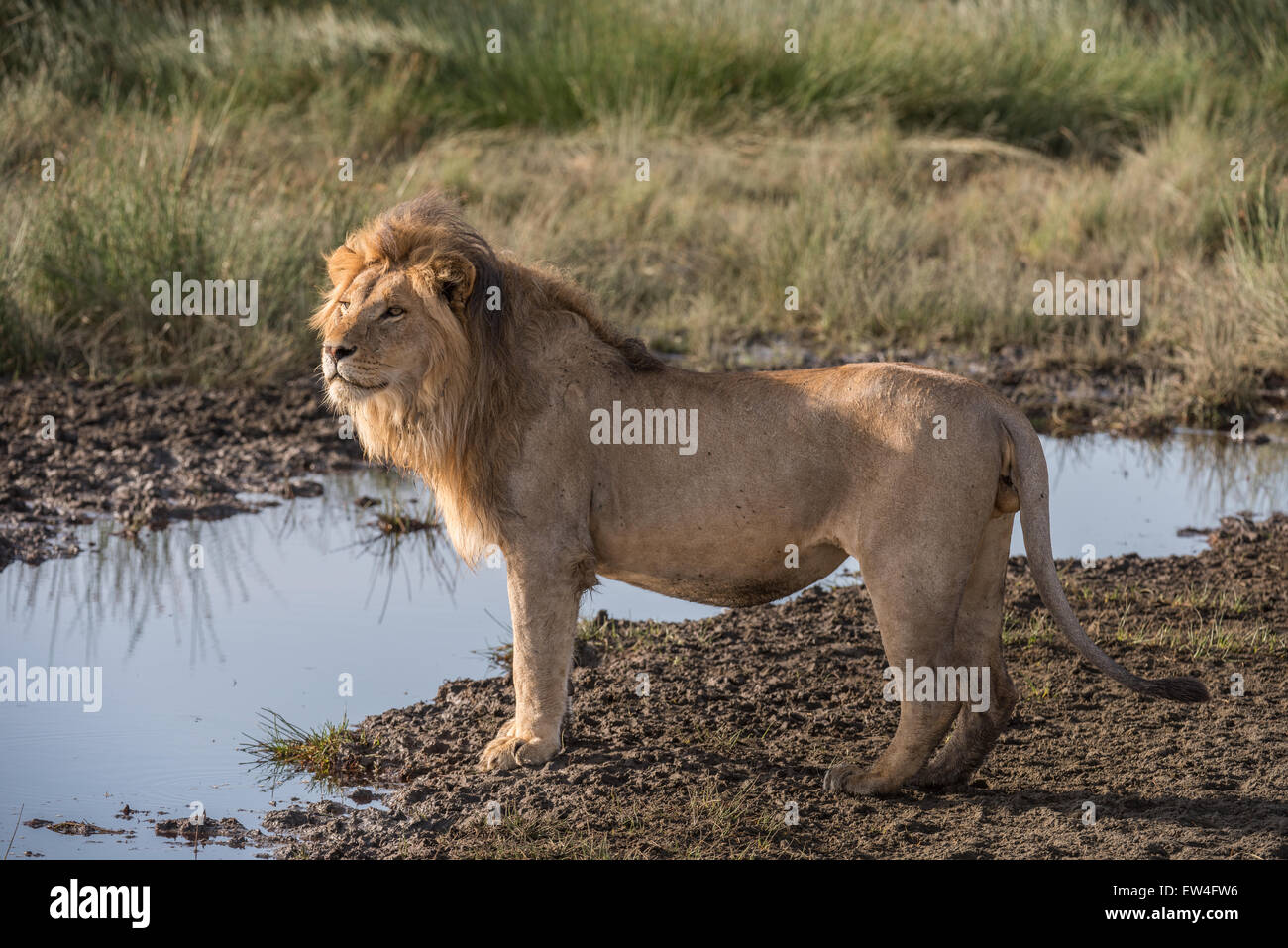 Homme Lion debout par l'eau, en Tanzanie. Banque D'Images