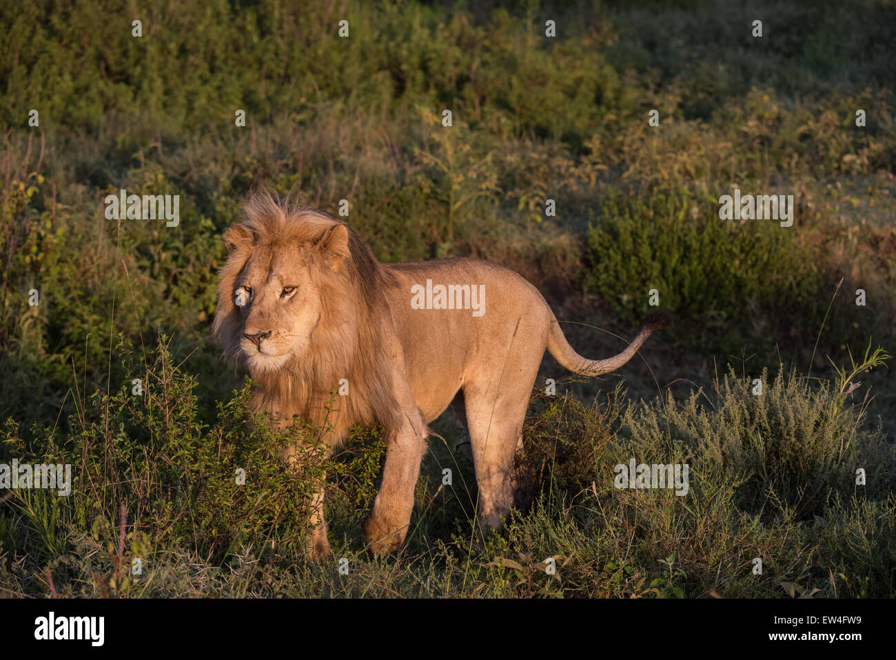 Homme Lion debout, en Tanzanie. Banque D'Images