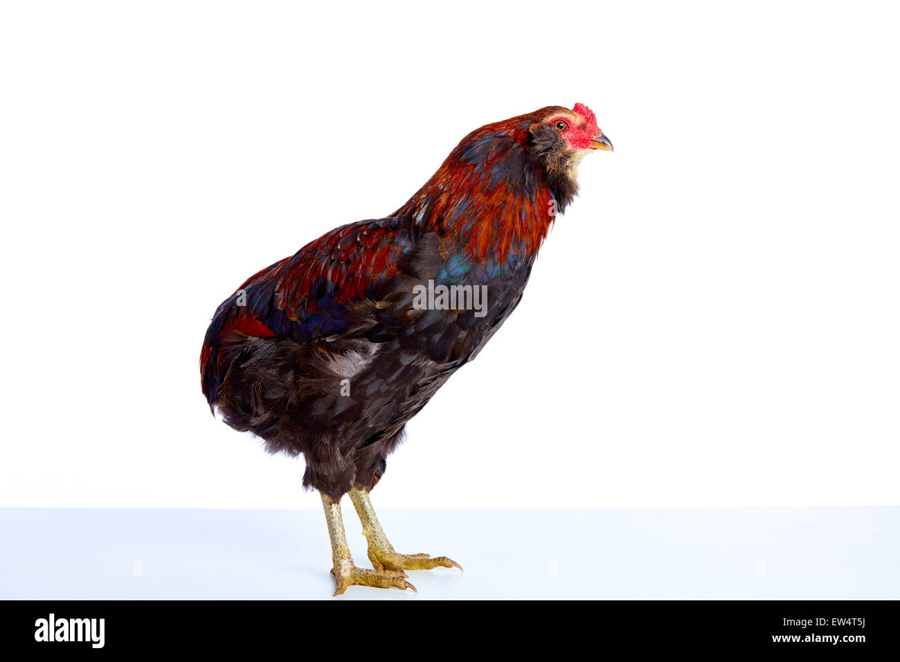 homme coq