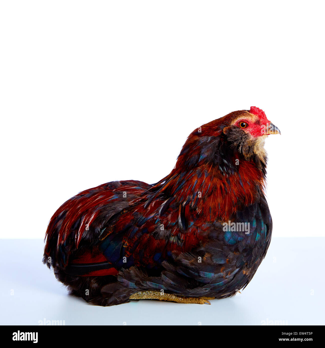 araucana coq contre poule