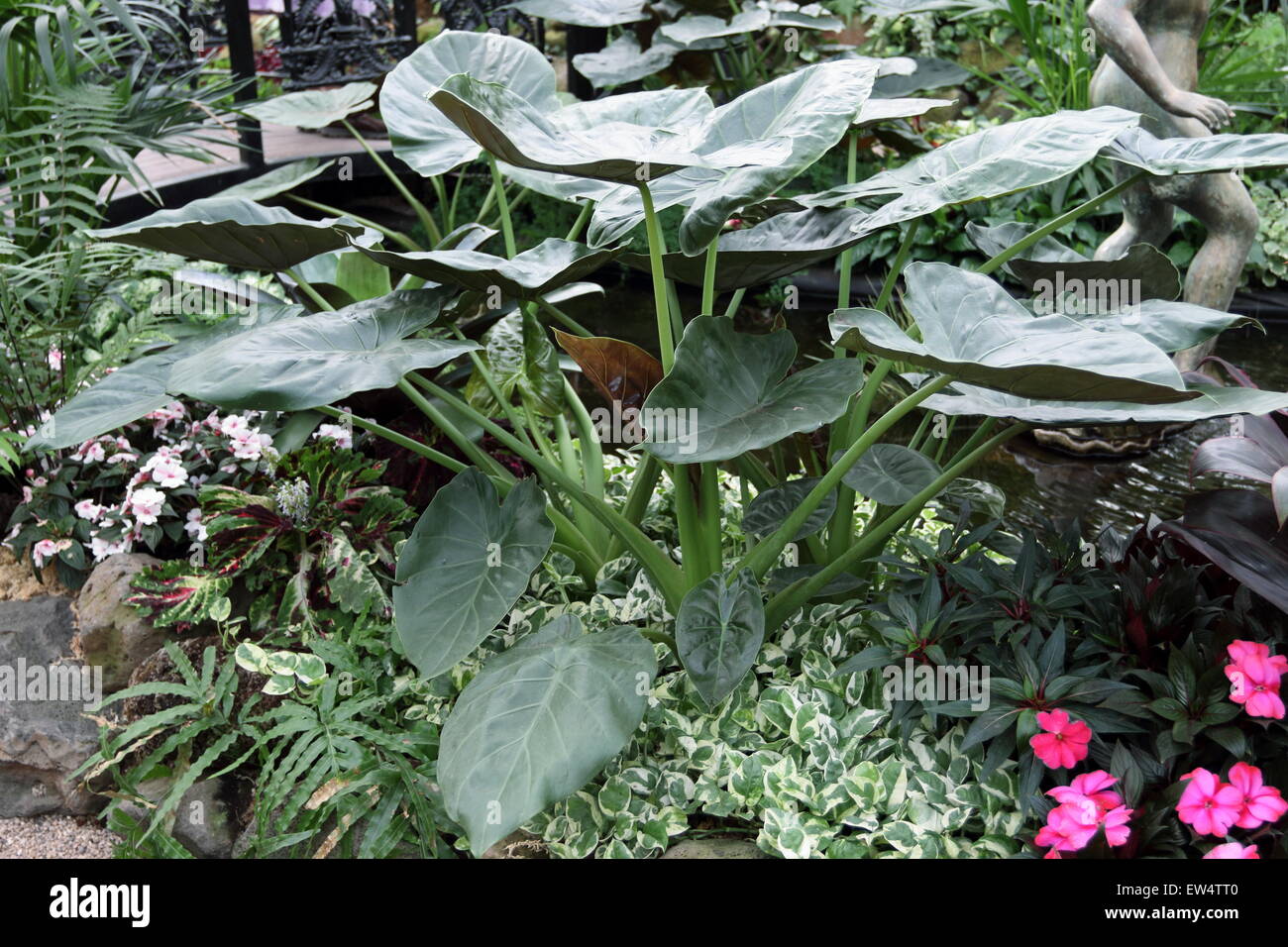 Plantes à oreilles d'éléphant ou également connu sous le nom de Taro Colocasia ou Banque D'Images