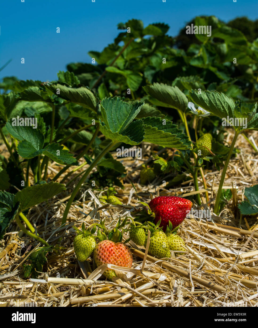 Champ de Fraises Banque D'Images