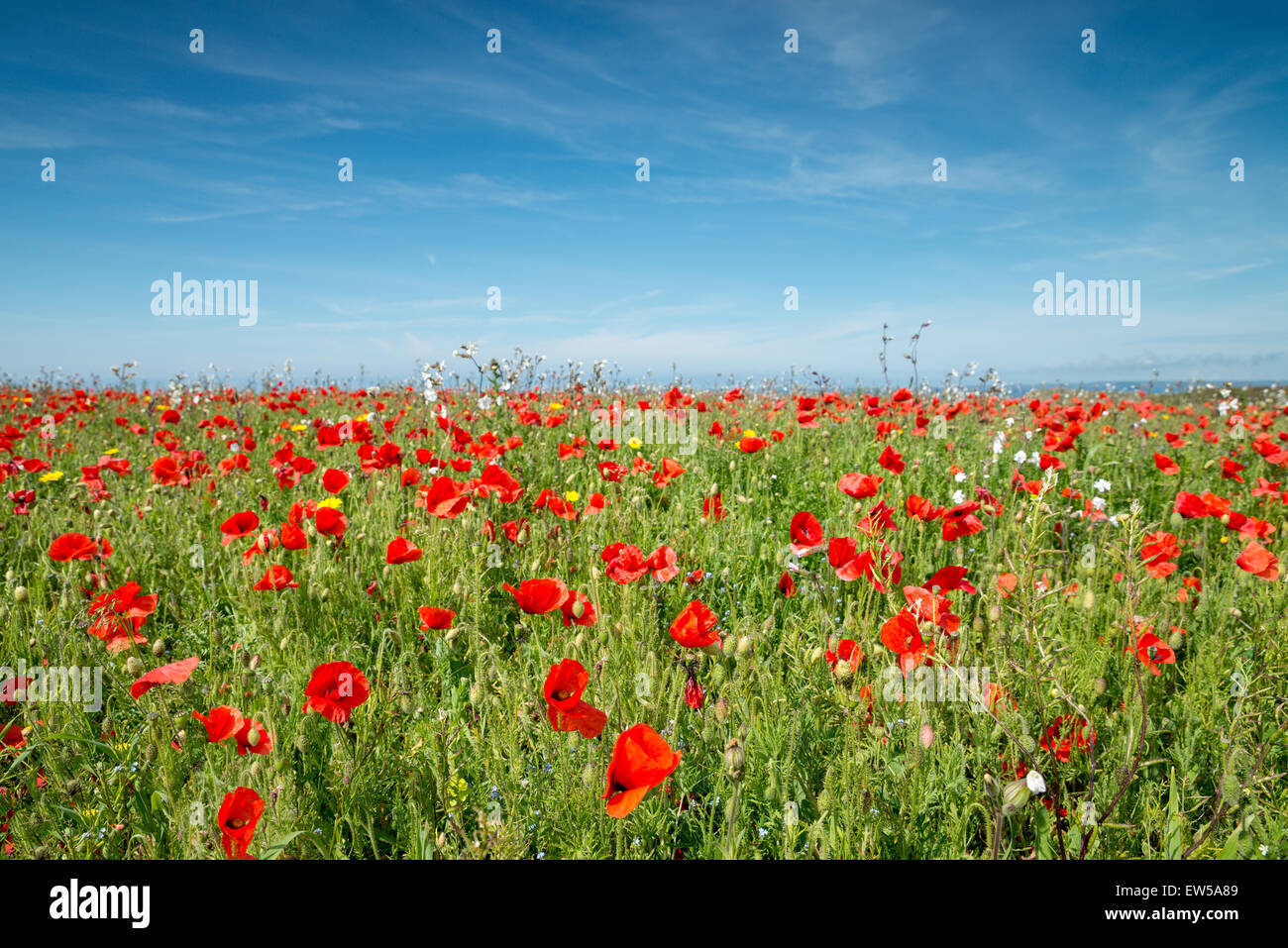 Un champ de fleurs sauvages et coquelicots avec focus sélectif et l'arrière-plan flou Banque D'Images