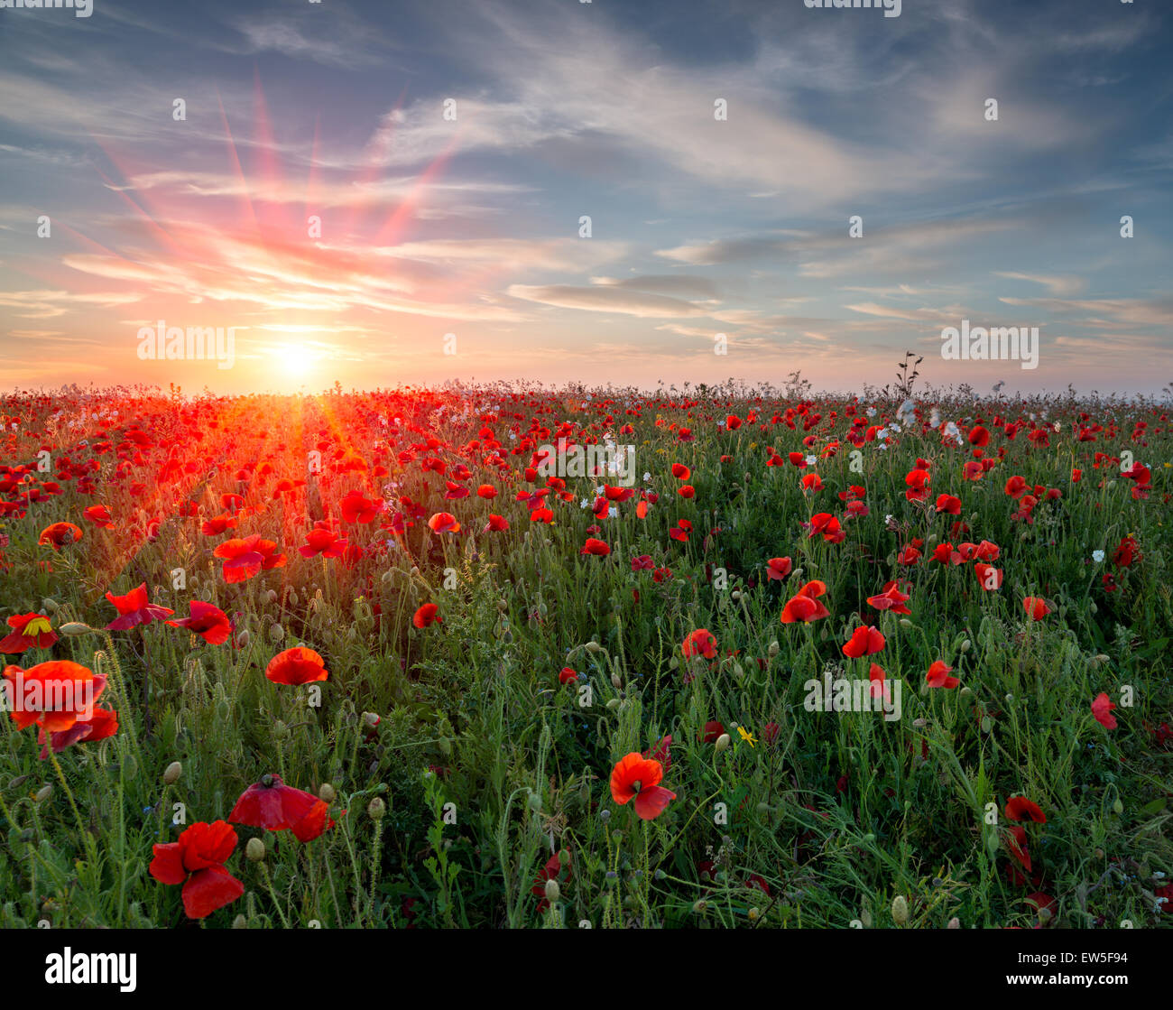 Coucher de soleil sur un champ de coquelicots et de fleurs rouge vif Banque D'Images