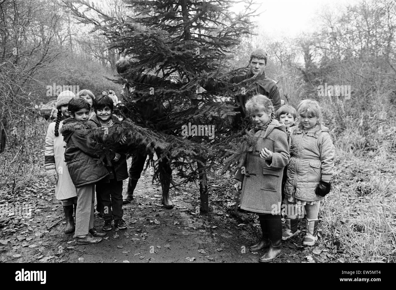 Les jeunes enfants la collecte d'un arbre de Noël. Teesside, décembre 1985. Banque D'Images