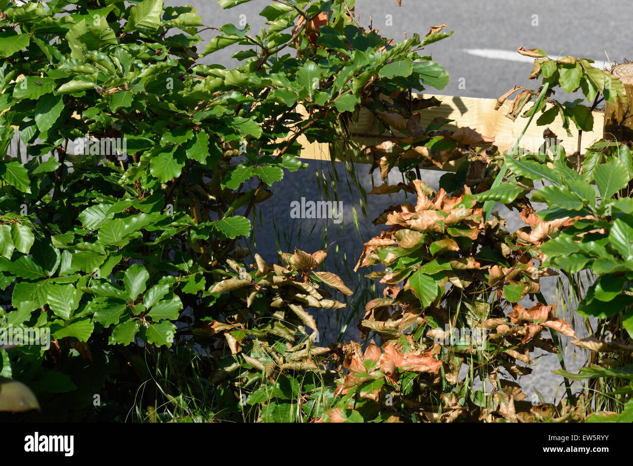 Brunissement de nécrose sur les feuilles d'un jeune hêtre haie causée par la sécheresse en été, Berkshire, juin Banque D'Images