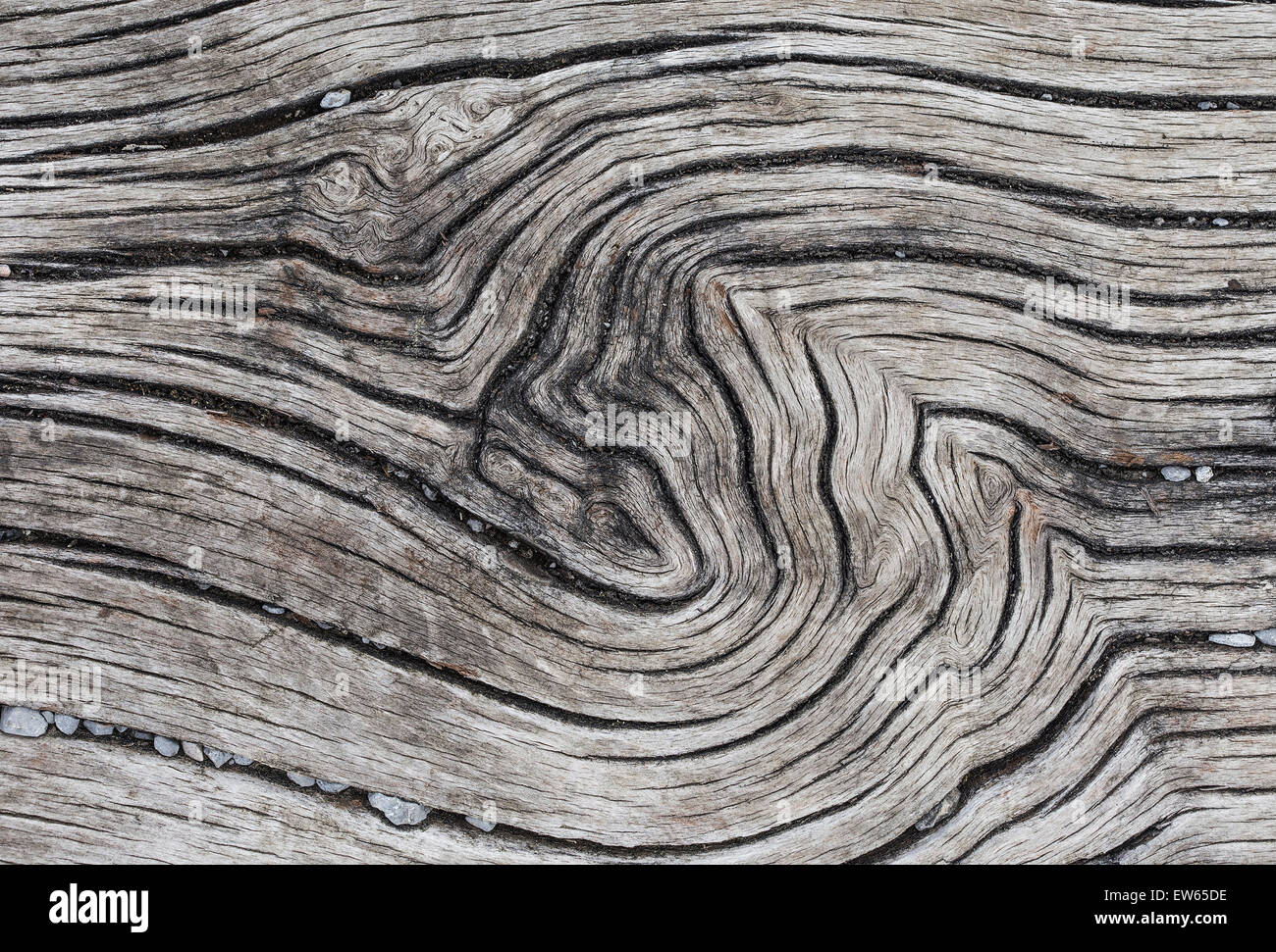 Arbre unique avec effet de texture voltiger. Banque D'Images