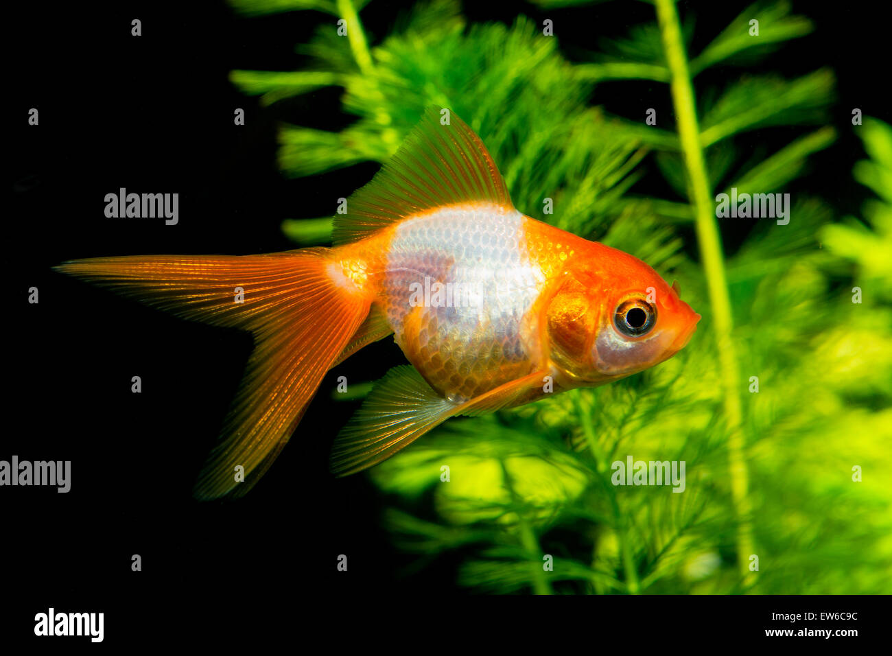 Blanc orange poisson rouge dans un aquarium avec de jolis arrière-plan. Banque D'Images