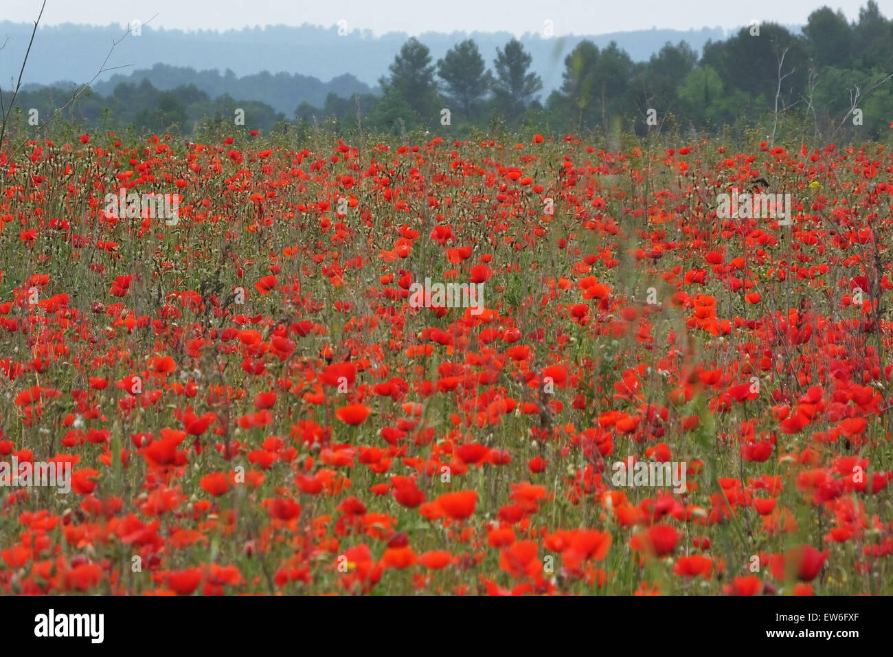 Coquelicots et fleurs sauvages près de Contignac Provence Banque D'Images