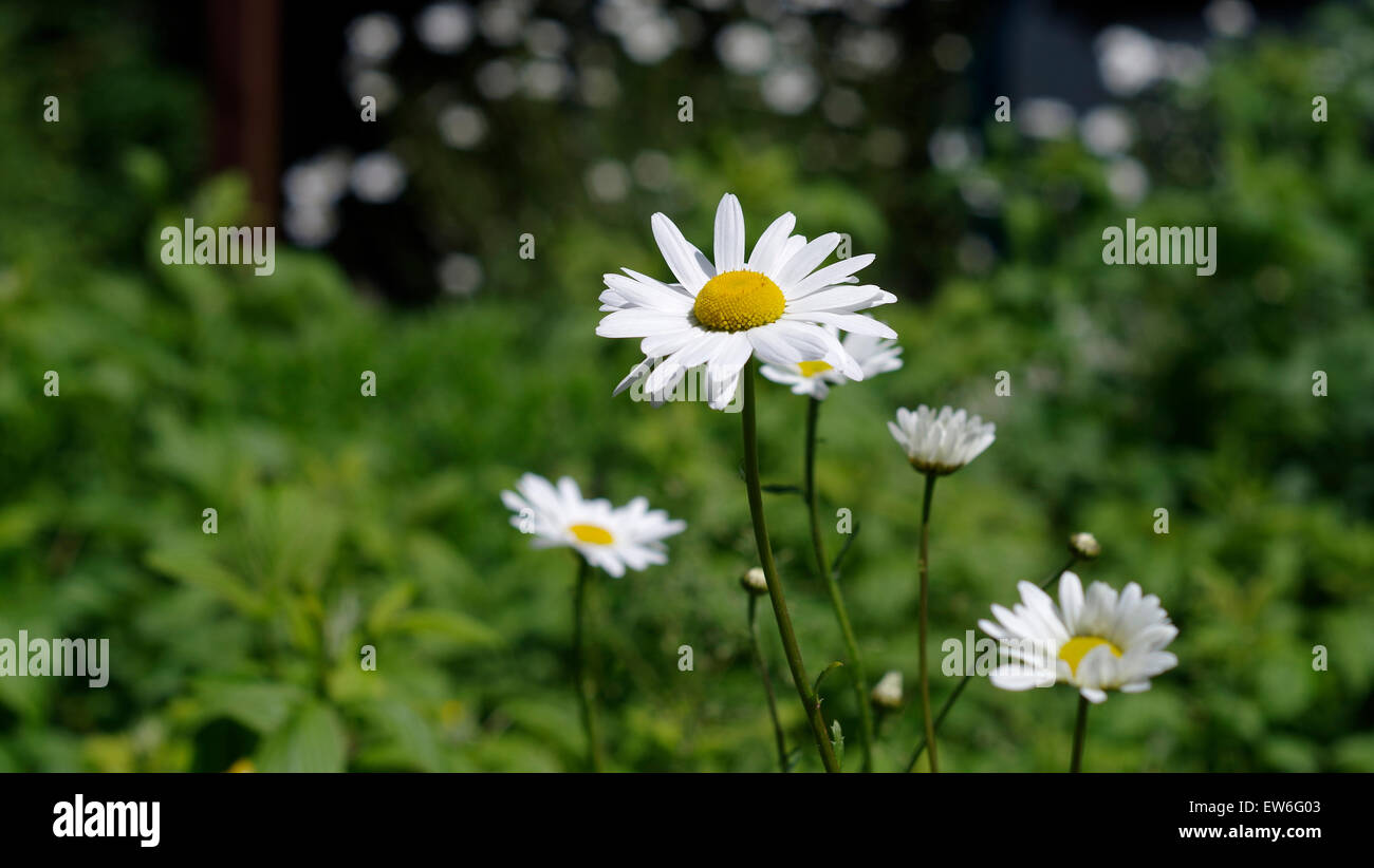 Rural sauvage en pleine floraison d'été Daisy attire de nombreux insectes variés et les abeilles pour la pollinisation Banque D'Images