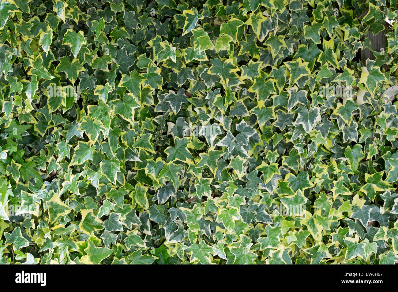 Hedera helix "Caecilia". Caecilia Ivy grimpant sur une clôture de jardin Banque D'Images