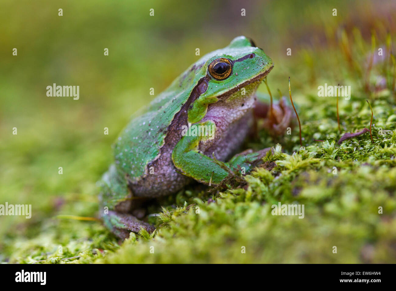 European tree frog (Rana / Hyla arborea arborea) assis sur la mousse Banque D'Images