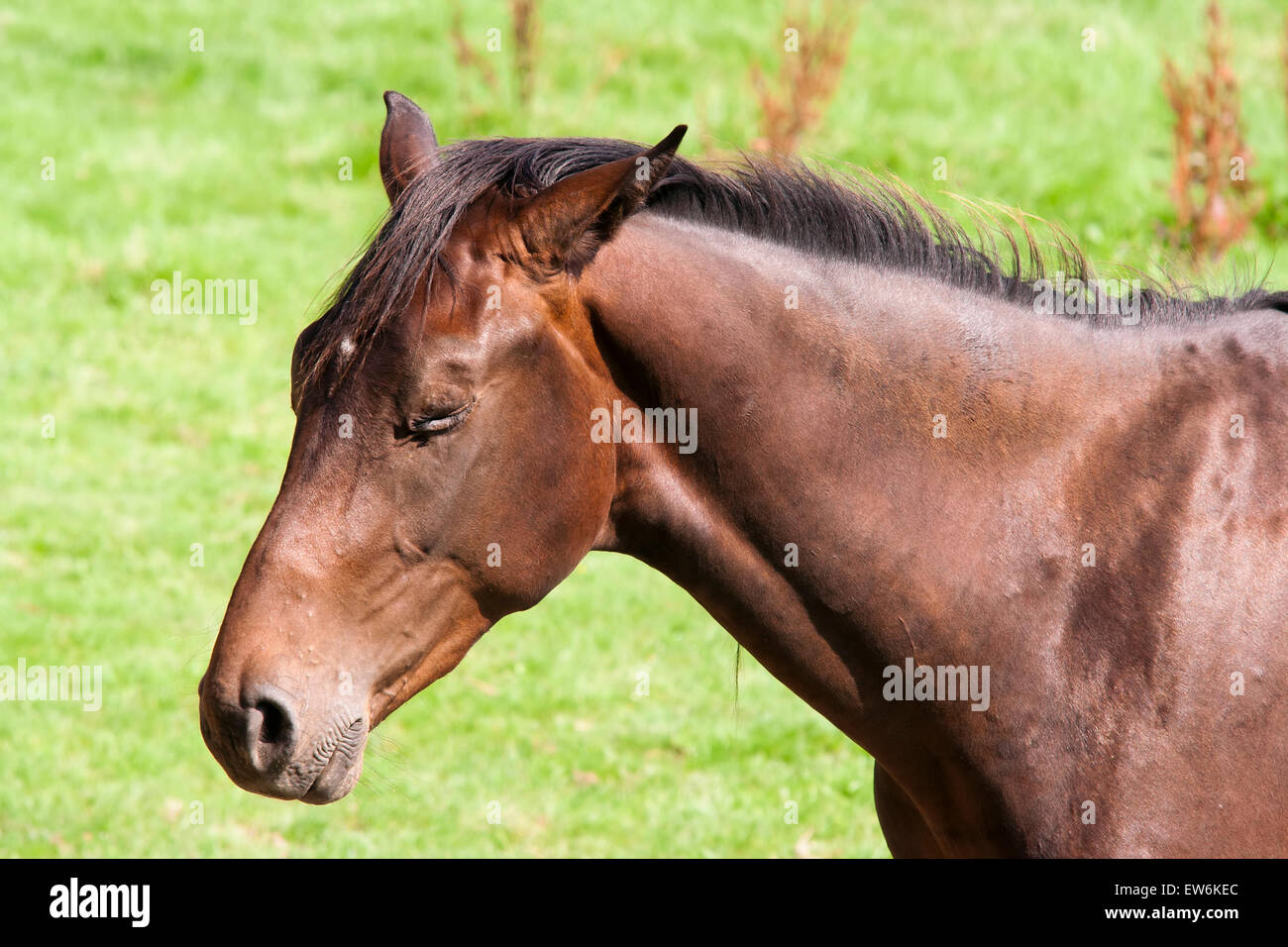 Bay horse avec les yeux fermé Banque D'Images