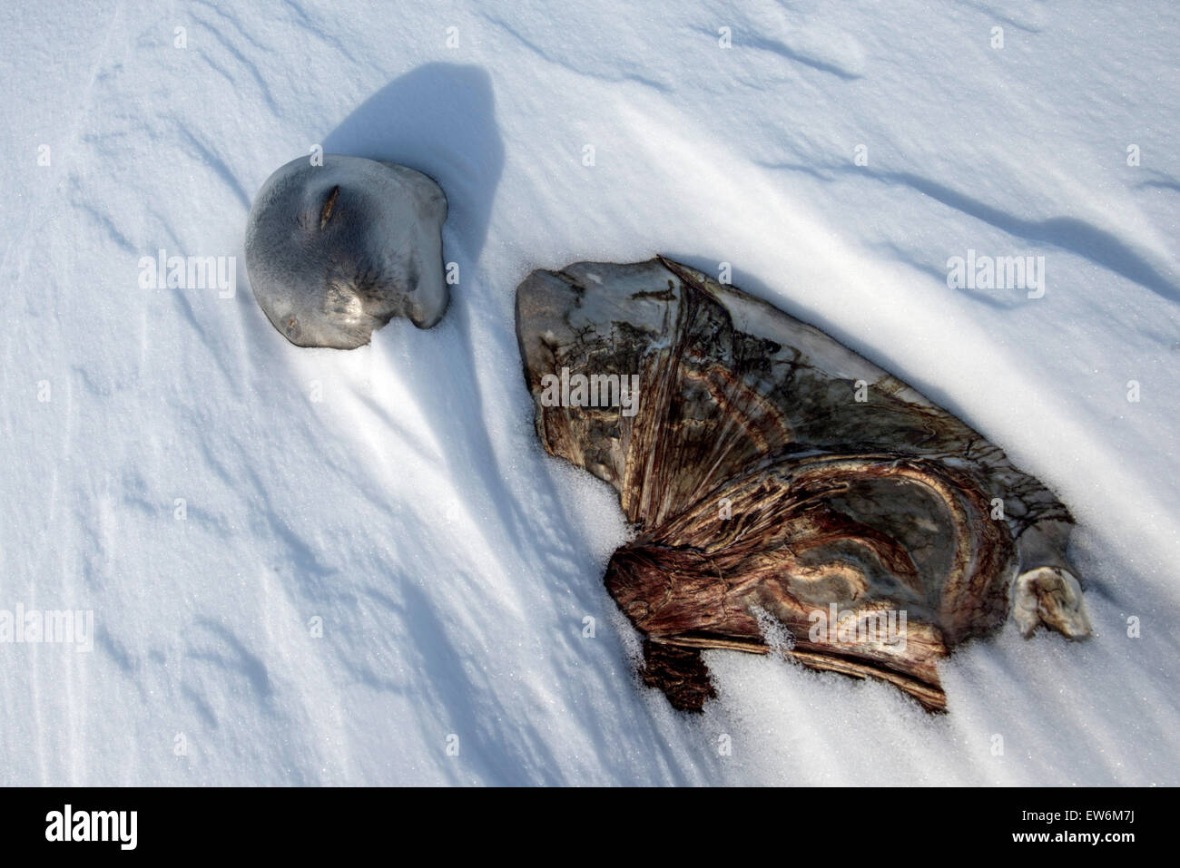 Un bébé phoque de Weddell né encore. Banque D'Images