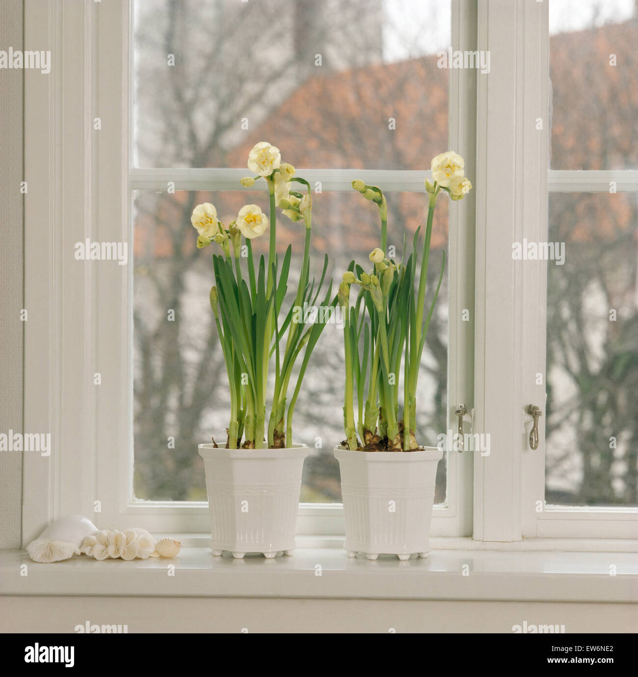 Still-Life de crème 'Bonne humeur' dans des pots de narcisses blancs on windowsill Banque D'Images