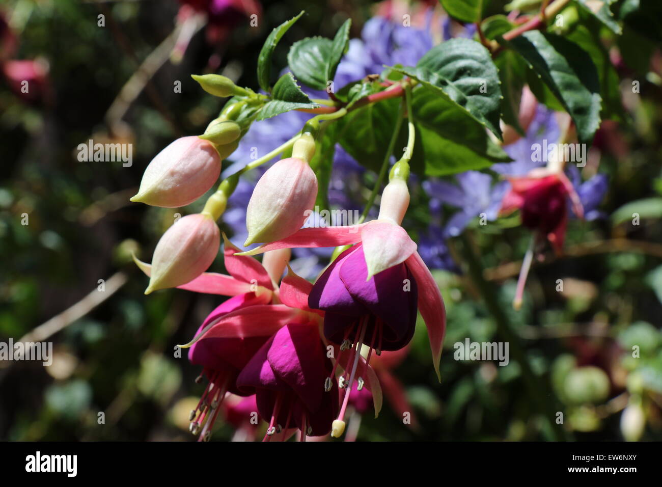 Belles fleurs suspendues Banque D'Images