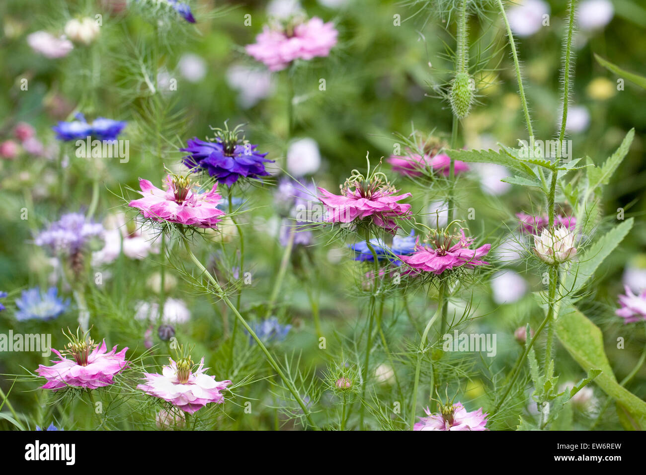 Nigella damascena persan 'Bijoux' fleurs. L'amour dans la brume. Banque D'Images