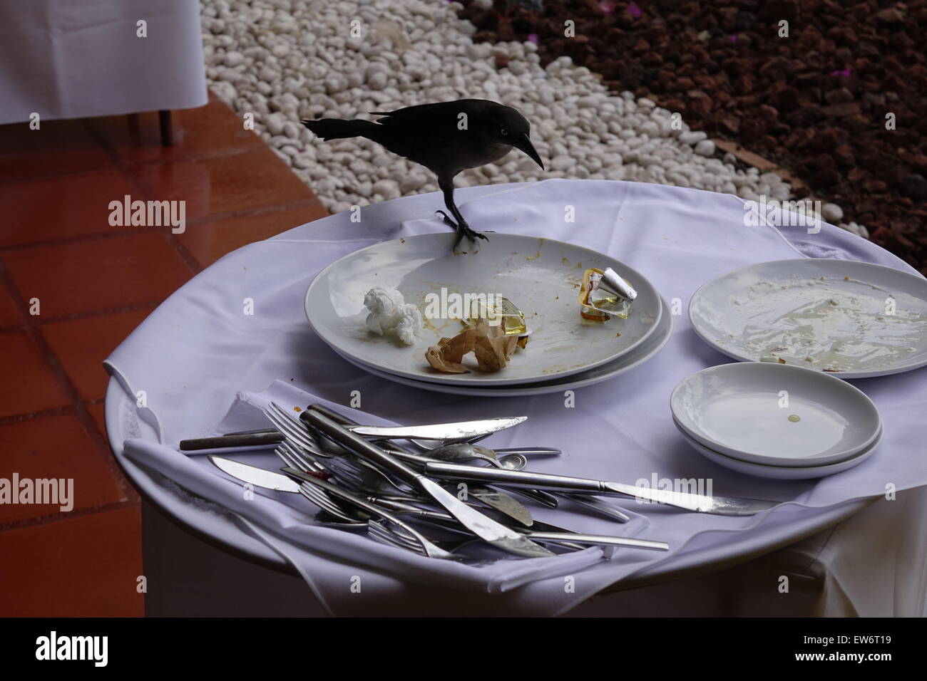 Blackbird de partir à gauche sur la nourriture dans un restaurant. Banque D'Images