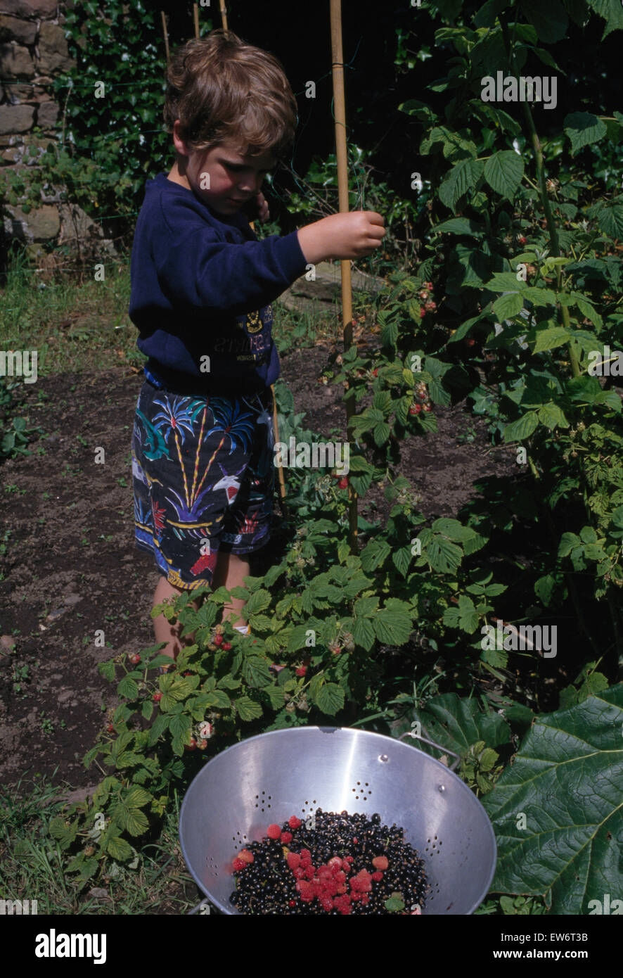 Petit boy picking de Corinthe dans un pays jardin Banque D'Images